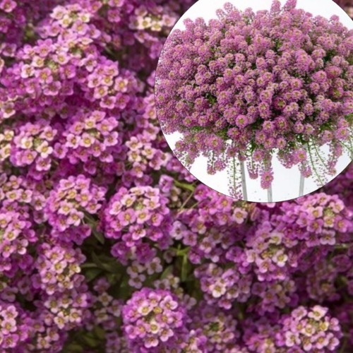 Lobularia maritina 'Lucia Rose' - Rand-kivikilbik 'Lucia Rose' 